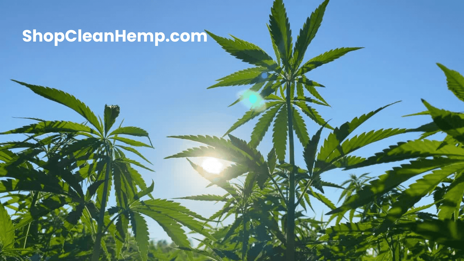 Shop Clean Hemp is all natural